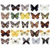 1/5/10/20PCS/ Natural Real Beautiful Butterfly Specimens Spirit Animal