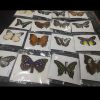 1PCS/ Natural Real Beautiful Butterfly Specimens Spirit Animal